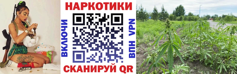 Виды наркоты Купино Галлюциногенные грибы Канабис Мефедрон СК ГАШ Cocaine